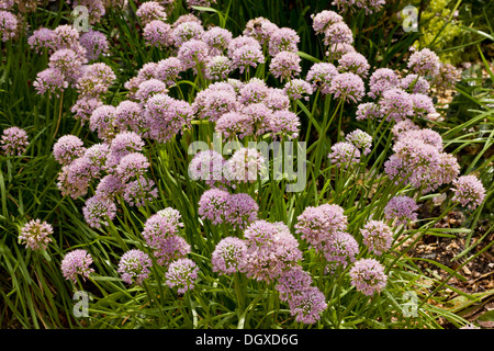 Mouse, aglio Allium angulosum in fiore, pianta di giardino. Foto Stock