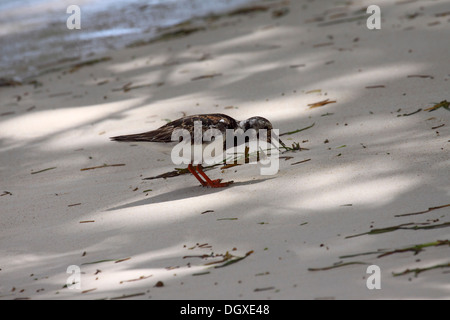 Voltapietre deglutizione preda sulla spiaggia alle Seychelles Foto Stock