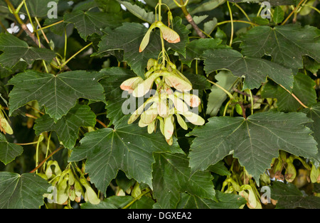 Platano, Acer pseudoplatanus, foglie e vento-disperso frutti. Foto Stock