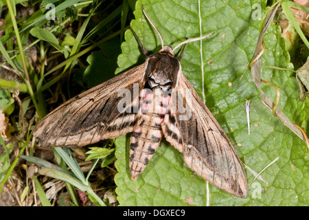 Ligustro Hawk-moth, Sphinx ligustri in giardino, Hants. Foto Stock