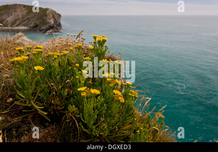 Golden-samphire, Inula crithmoides su la costa del Dorset a Lulworth Cove. Foto Stock