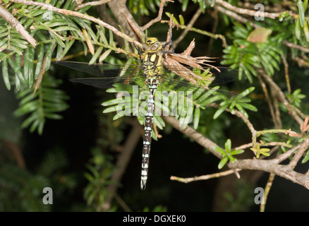 Blue Hawker / Southern Hawker, Aeshna cyanea - arroccato maschio immaturi. Foto Stock