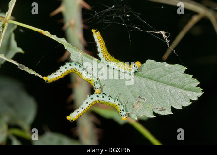 Le larve di grandi Rose Sawfly Arge pagana sulla foglia di rose, giardino, Dorset. Foto Stock