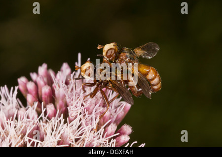 Coniugata coppia di mosche conopid, prob. Myopa buccata, sulla canapa agrimonia. Endoparasite di bombi. Foto Stock