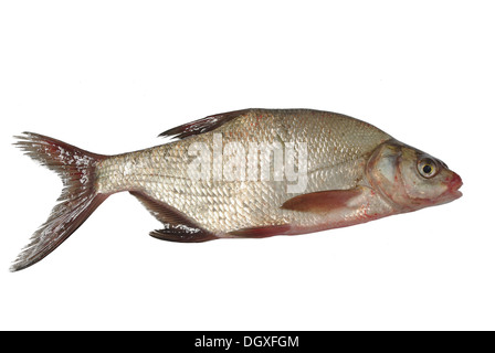 Grandi orate fresche su sfondo bianco Foto Stock