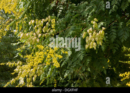 Golden Tree pioggia o orgoglio dell India, Koelreuteria paniculata in fiore e frutto. Dall Asia, piantata estesamente in Europa. Foto Stock