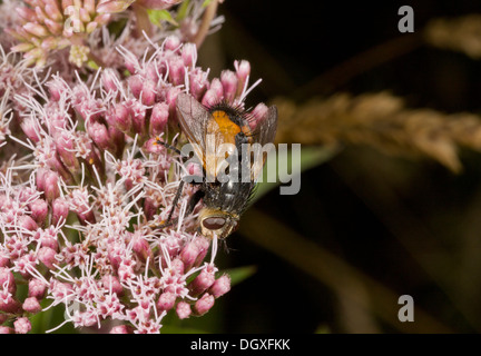 Una mosca parassita, Tachina fera o simili; parassita delle farfalle e falene. Foto Stock