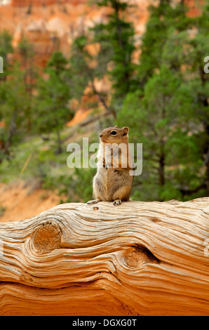 Lo scoiattolo seduto su un tronco nel Parco Nazionale di Bryce Canyon Foto Stock