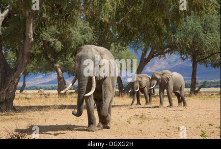 Tre africani tori di elefante africano (Loxodonta africana) nella valle Zambezi alimentazione su Ana Tree cialde (Faidherbia albida) Foto Stock