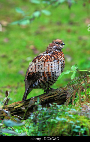 Francolino di monte o Hazel Hen (Tetrastes bonasia), enclosure, area parco nazionale della Foresta Bavarese, Bavaria Foto Stock