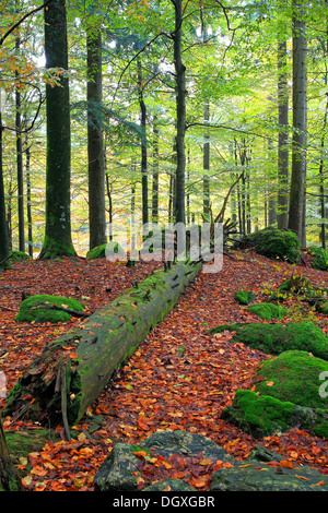 Legno morto nella foresta come un habitat importante per molte specie, il Parco Nazionale della Foresta Bavarese, Bavaria Foto Stock