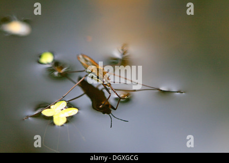 Acqua strider Gerris (sp). Foto Stock