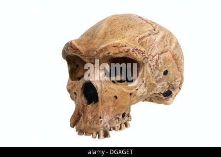 Replica del Cranio di Homo Heidelbergensis, uomo rhodesiano, evoluzione della specie umana Foto Stock