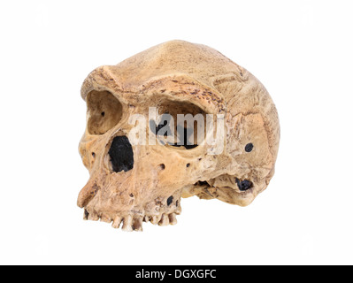 Replica del Cranio di Homo Heidelbergensis, Broken Hill, evoluzione della specie umana Foto Stock