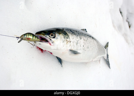 Da esca giacente sulla neve il salmone Foto Stock