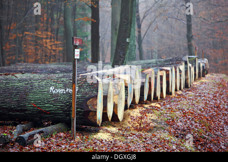 Prezioso legno di rovere per piallaccio giacente su un sentiero di bosco pronto per l'asta Krofdorfer foresta, Hesse Foto Stock