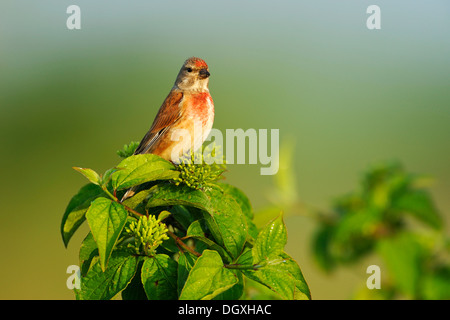 Linnet comune (Carduelis cannabina), arroccato su una boccola Foto Stock