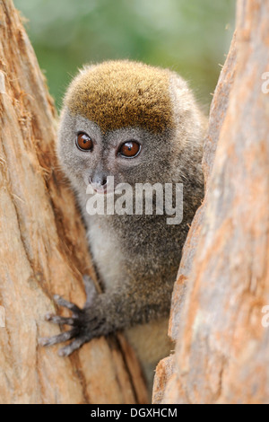 Minore orientale Bamboo Lemur (Hapalemur griseus), Madagascar, Africa Foto Stock