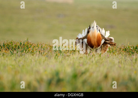 Grande (Bustard Otis tarda), maschio visualizzazione Foto Stock