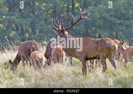 Il cervo (Cervus elaphus) Foto Stock