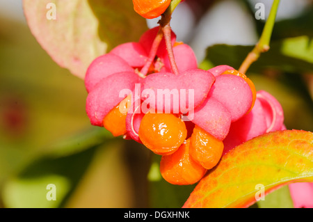 Fiori di colore rosa e la frutta di arancia sul mandrino Tree (Euonymus europaens) Foto Stock