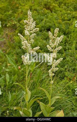 Bianco Helleborine False, Veratrum album in fiore nei pascoli alti, Auvergne. Foto Stock