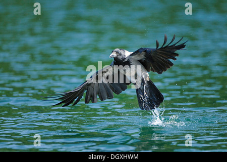 Cornacchia Mantellata (Corvus corone cornix), pesca in lago, Schmaler Luzin lago, Feldberg, Meclemburgo-Pomerania Occidentale Foto Stock