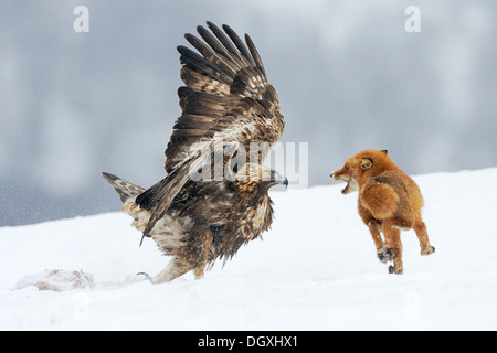Aquila reale (Aquila chrysaetos) combattere con una volpe rossa (Vulpes vulpes vulpes) su una carcassa, Sinite Kamani Natura Park, Bulgaria Foto Stock