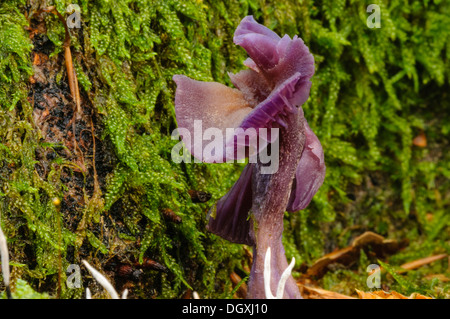 Legno (blewit Lepista nuda) funghi che crescono su un albero Foto Stock