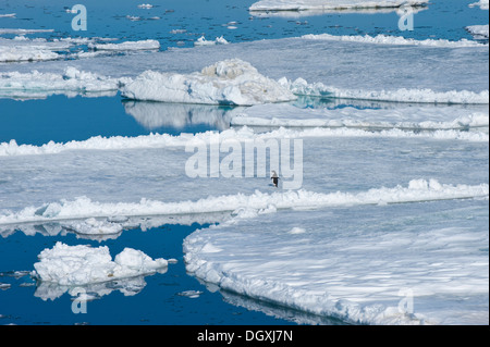 Lonely Adelie Penguin (Pygoscelis adeliae) sul ghiaccio floe, Mare di Weddell, Antartide Foto Stock