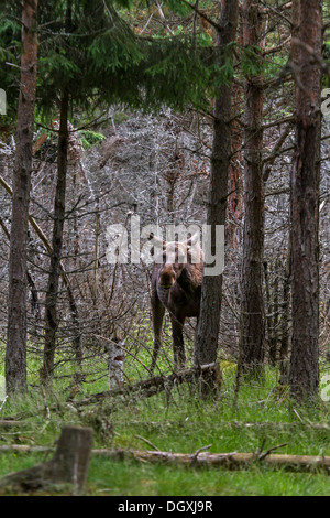 Eurasian alci, Svezia, Europa / Alces alces Foto Stock