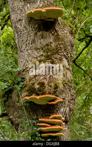 Staffa del sud, Ganoderma australe = G. adspersum - staffa fungo sul vecchio albero di cenere. Foto Stock