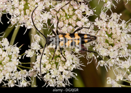 Un raro coleottero Longhorn, Strangalia quadrifasciata alimentazione su Angelica polline. Foto Stock