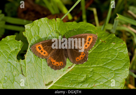 Arran Brown butterfly, Erebia ligea, crogiolarvi al sole su una foglia, Auvergne. Foto Stock