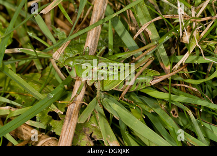 Femmina-verruca snapper, Decticus verrucivorus, bush-cricket; una volta usati per mordere verruche in Svezia. Molto rara nel Regno Unito. Foto Stock