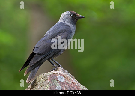 Cornacchia Mantellata / Corwus corone Foto Stock