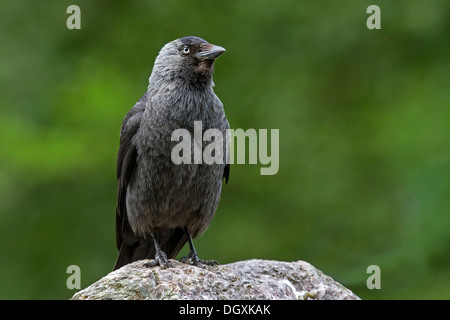 Cornacchia Mantellata / Corwus corone Foto Stock