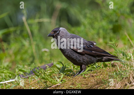 Cornacchia Mantellata / Corwus corone Foto Stock