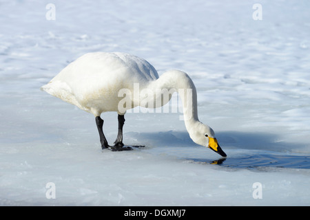 Whooper Swan (Cygnus cygnus) acqua potabile da una parte non gelate del Lago, Lago di Kussharo, Kawayu Onsen, Hokkaido, Giappone Foto Stock