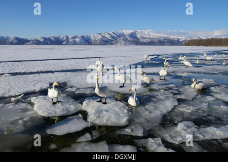 Whooper cigni (Cygnus Cygnus), in piedi sul ghiaccio, Lago di Kussharo, Kawayu Onsen, Hokkaido, Giappone Foto Stock