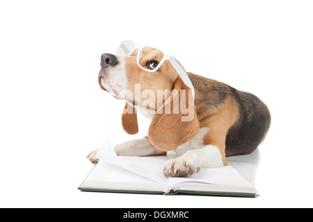Beagle con gli occhiali è la lettura di un libro Foto Stock