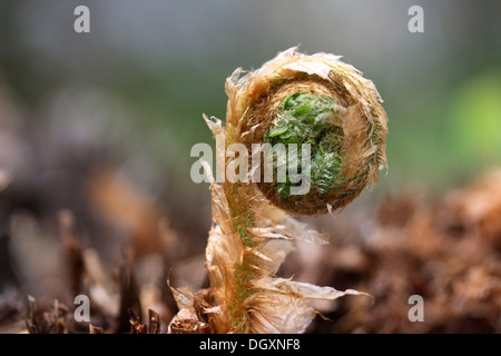 Arrotolato fern frond Foto Stock