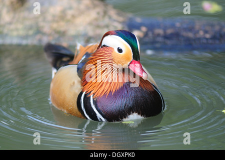 Mandarin Drake. Slimbridge, Gloucestershire, UK Marzo 2011 Foto Stock