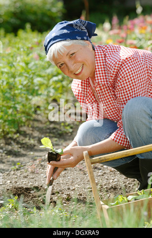 Donna anziana, grigio-pelose, 55-65, insalata di piantare in giardino Foto Stock