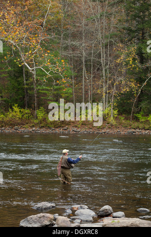 Anziano pescatore a mosca getta nel fiume Housatonic nella contea di Litchfield, Connecticut. Foto Stock