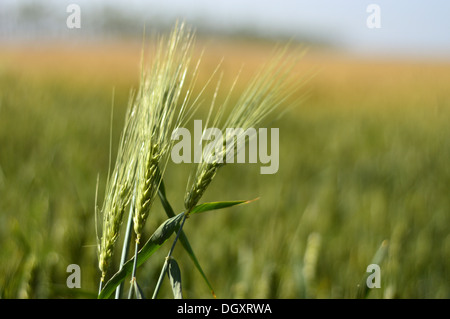 Spighe di grano nei campi contro sfocata cielo blu Foto Stock
