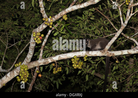 Piccolo dente di palma Civet (Arctogalidia trifirgata) camminare su un ramo di foresta pluviale tropicale albero lungo il fiume Kinabatangan di notte Foto Stock