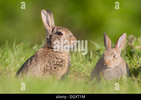 Conigli selvatici (oryctolagus cuniculus), per adulti e bambini in habitat prativi. Yorkshire Dales, North Yorkshire, Inghilterra, Regno Unito. Foto Stock