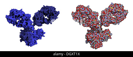 La IgG1 anticorpo monoclonale immunoglobulina (). Svolgere il ruolo essenziale di immunità contro i batteri e i virus. Foto Stock