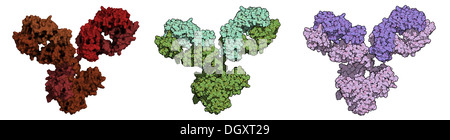 La IgG1 anticorpo monoclonale immunoglobulina (). Svolgere il ruolo essenziale di immunità contro i batteri e i virus. Foto Stock